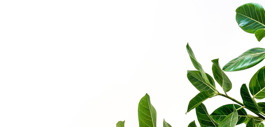 oscar219flores@icloud.com