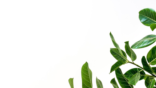 oscar219flores@icloud.com